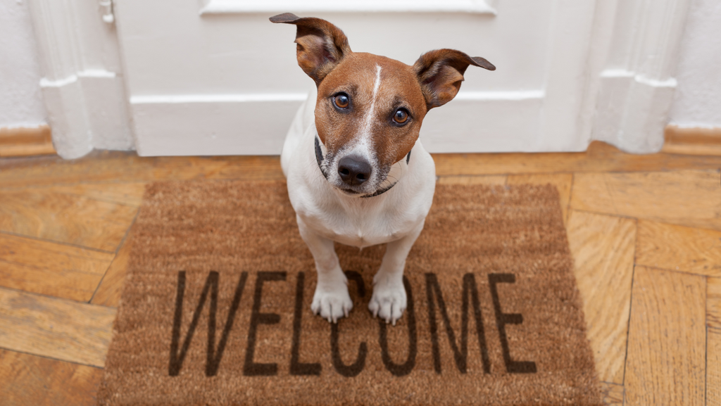 Hilfe Mein Hund bellt, wenn Besuch kommt!
