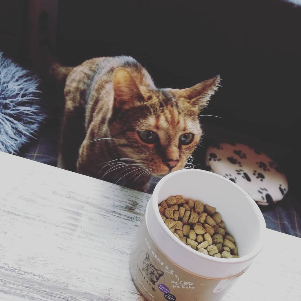 Die Katze Minigru @i_am_minigru liebt die Chillax-Kekse Katzenminze mit CBD