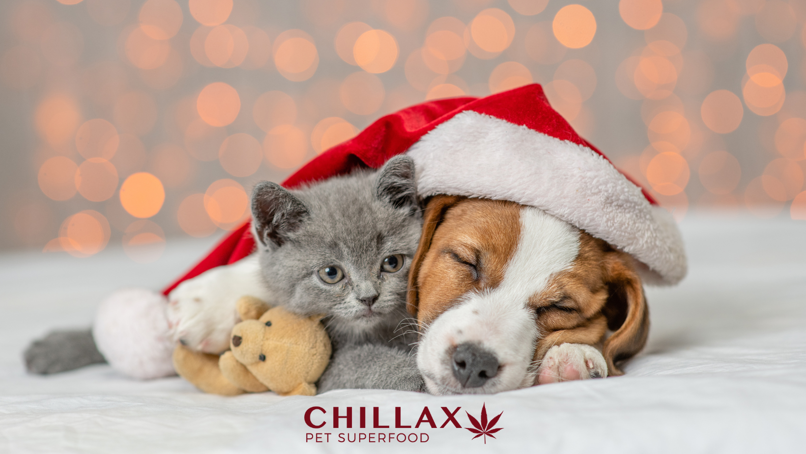 Tipps gegen Weihnachtsstress! Wenn Weihnachten für Hund & Katze zu viel wird