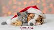 Tipps gegen Weihnachtsstress! Wenn Weihnachten für Hund & Katze zu viel wird