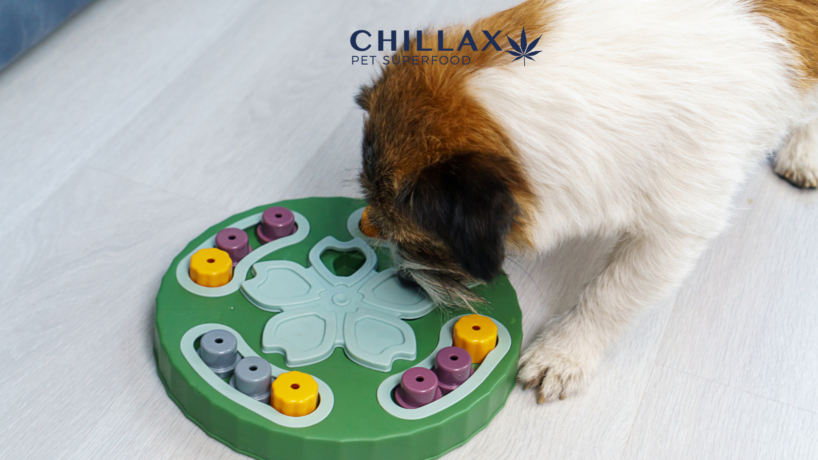 Hundespiele gegen Stress