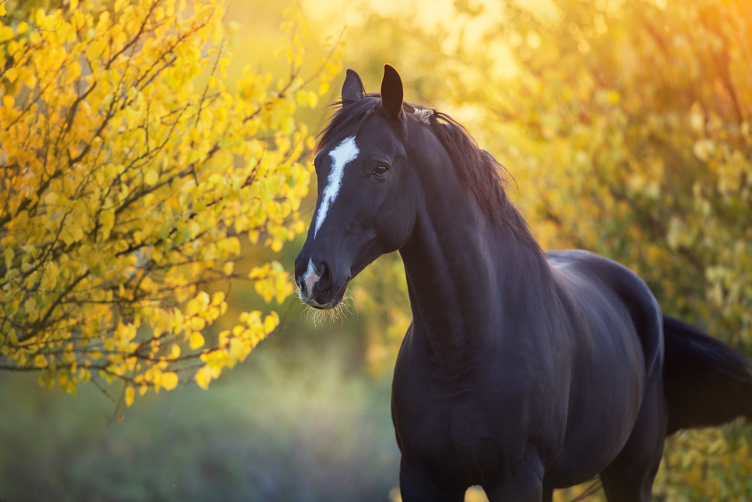 Fellwechselzeit beim Pferd! So kannst du Stoffwechsel und Immunsystem optimal unterstützen