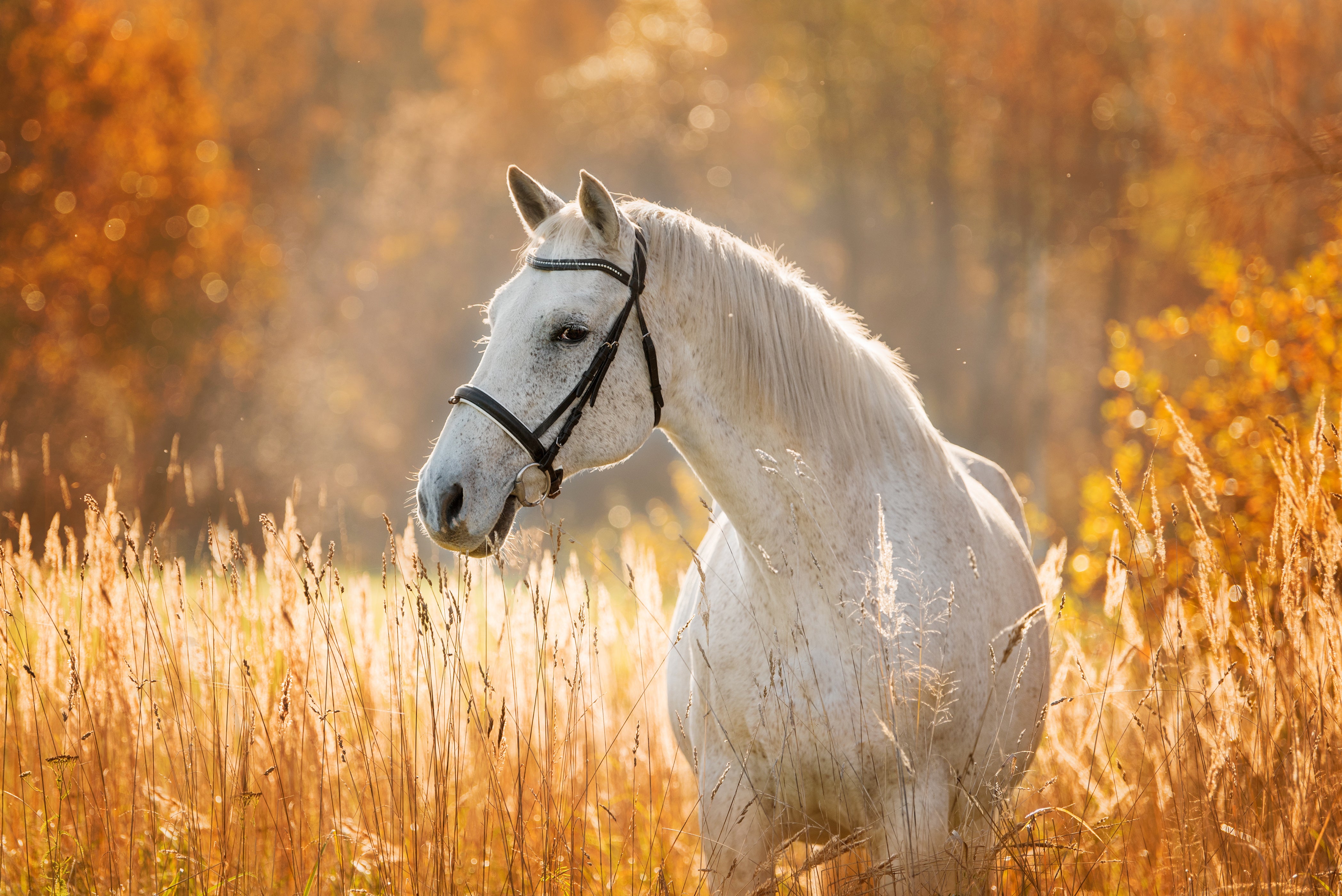 Kotwasser beim Pferd – was hilft?
