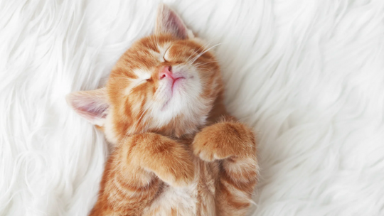 Entspannung und Wellness für Katzen: So machst du aus deinem Zuhause ein Katzenparadies!