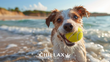 Mit dem Hund in den Urlaub: Vorbereitungen für eine entspannte Ferienzeit mit deinem Tier inkl. Packliste