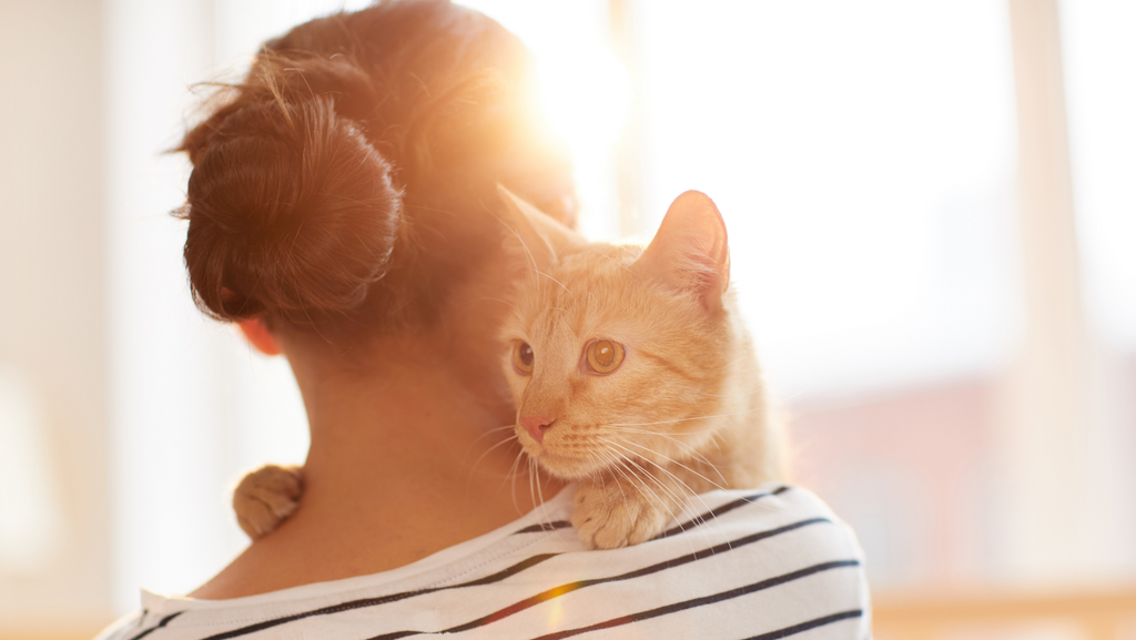 Unsauberkeit bei Katzen Deine Katze pinkelt überall hin?